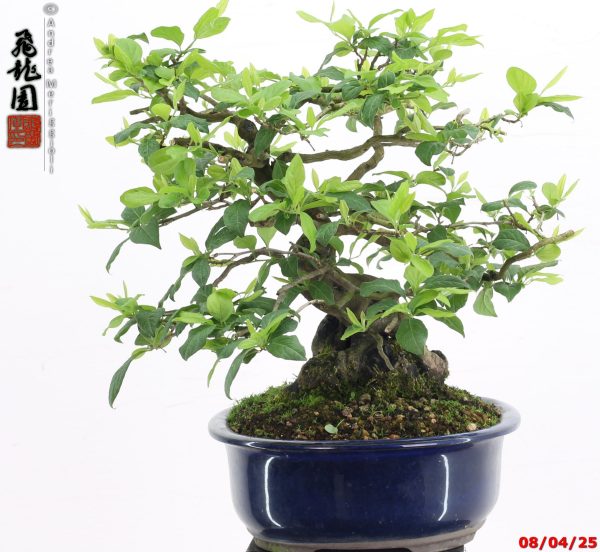 Diospyros kaki shohin - Image 8
