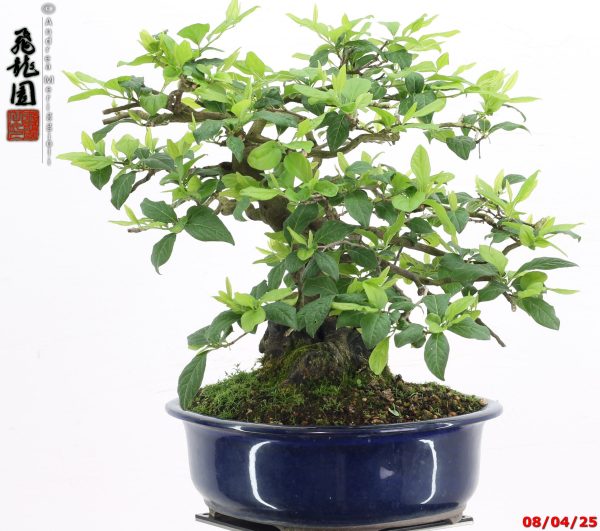 Diospyros kaki shohin - Image 9