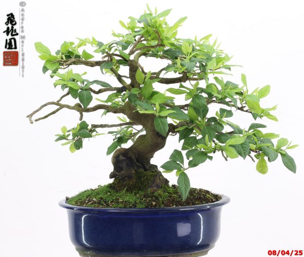 Diospyros kaki shohin - Image 10