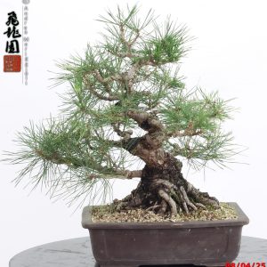 Pinus thunbergii