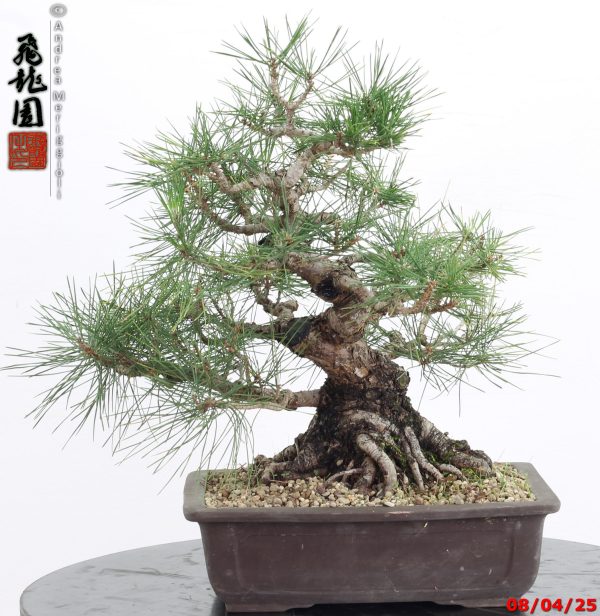 Pinus thunbergii