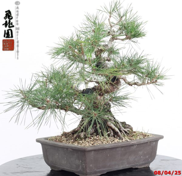 Pinus thunbergii - Image 2