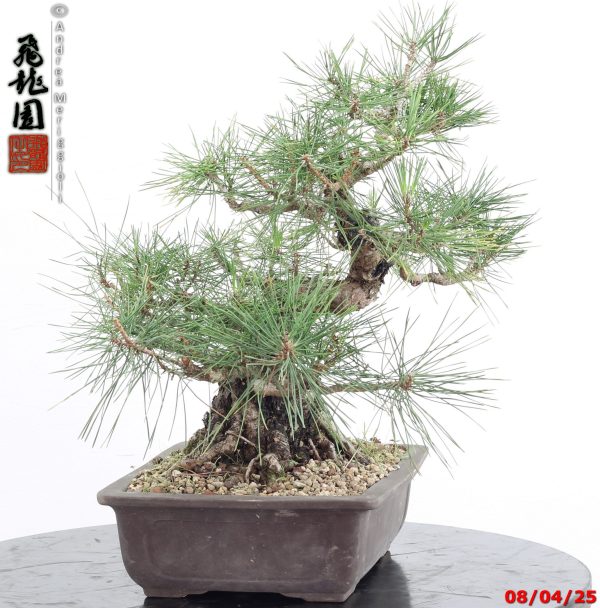 Pinus thunbergii - Image 3
