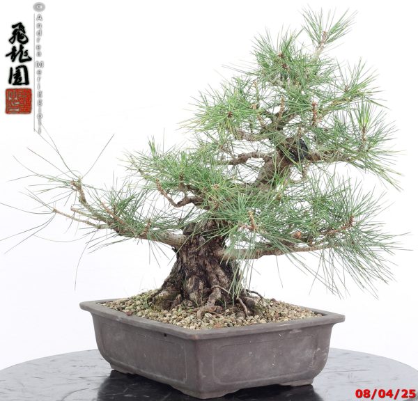 Pinus thunbergii - Image 4