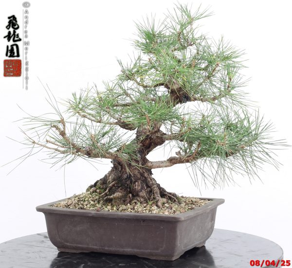 Pinus thunbergii - Image 5