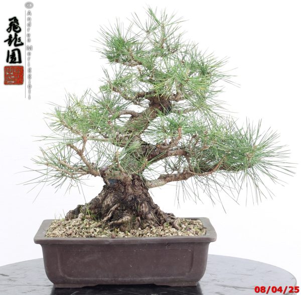 Pinus thunbergii - Image 6