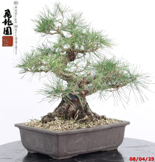 Pinus thunbergii - Image 7