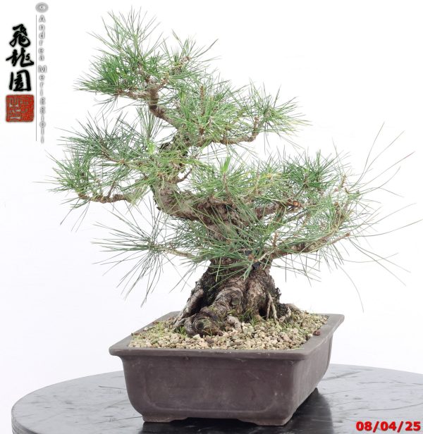 Pinus thunbergii - Image 8