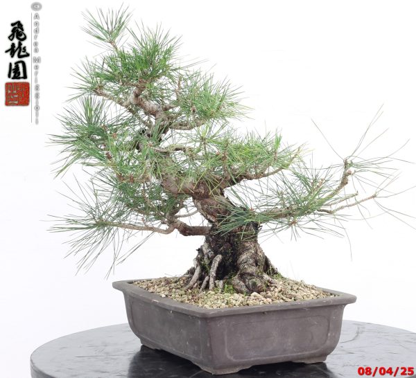 Pinus thunbergii - Image 9