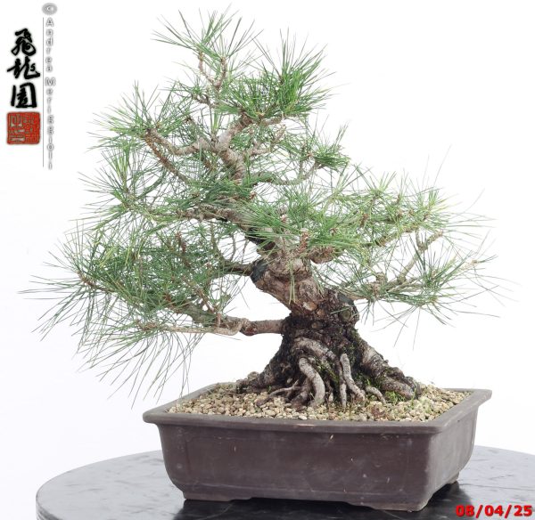 Pinus thunbergii - Image 10