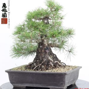 Pinus thunbergii