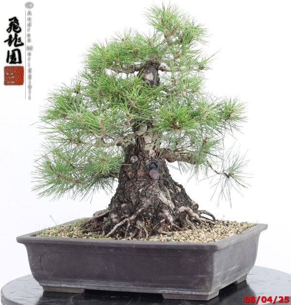 Pinus thunbergii