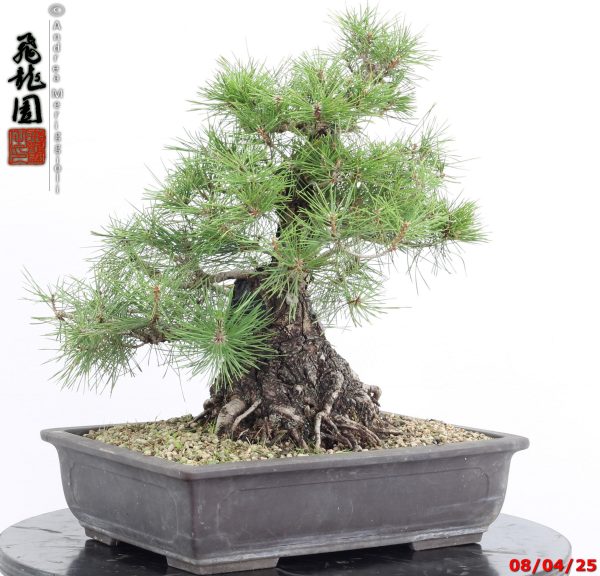 Pinus thunbergii - Image 2