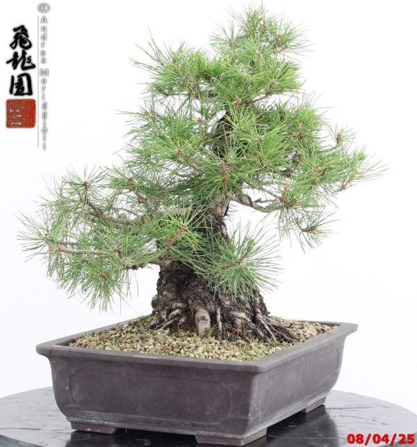 Pinus thunbergii - Image 3