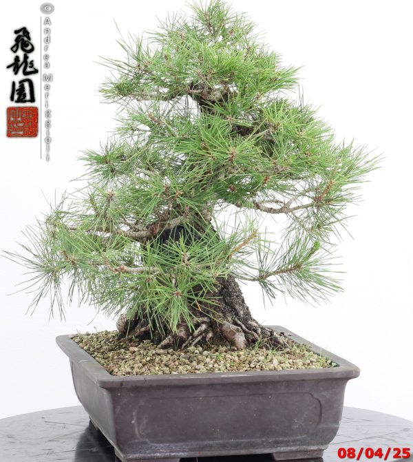 Pinus thunbergii - Image 4