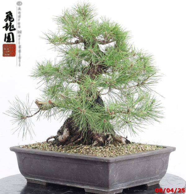 Pinus thunbergii - Image 5