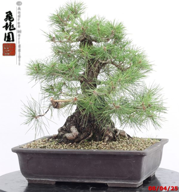 Pinus thunbergii - Image 6