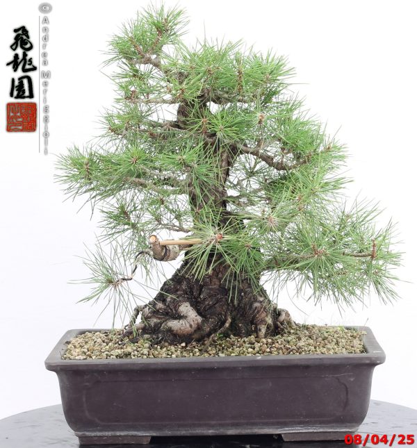 Pinus thunbergii - Image 7