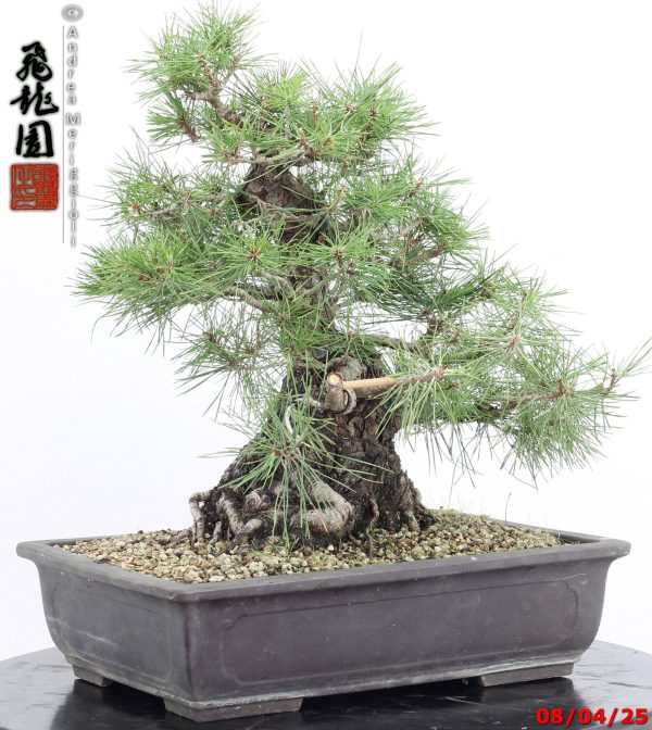Pinus thunbergii - Image 8
