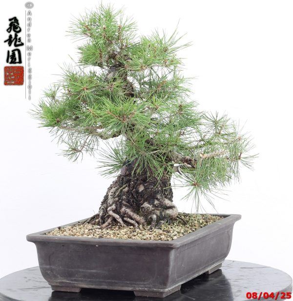 Pinus thunbergii - Image 9