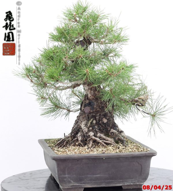 Pinus thunbergii - Image 10