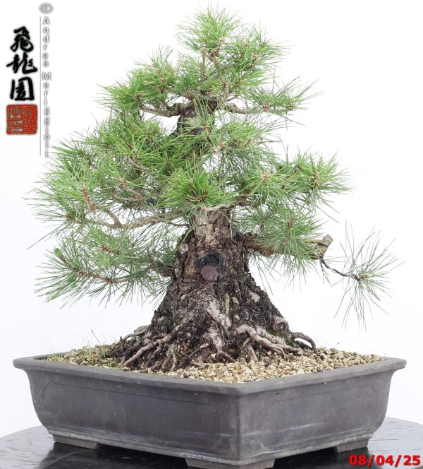 Pinus thunbergii - Image 11