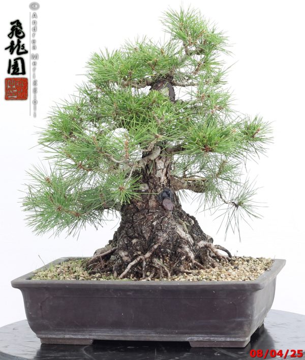 Pinus thunbergii - Image 12