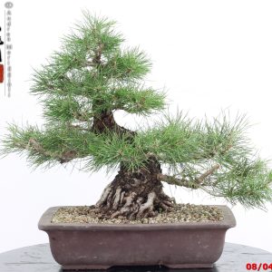 Pinus thunbergii
