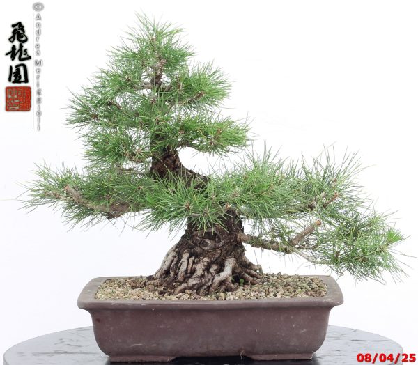 Pinus thunbergii