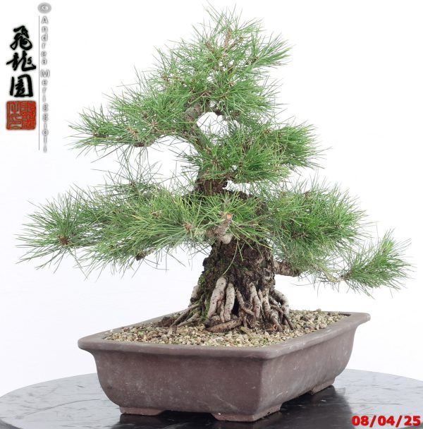 Pinus thunbergii - Image 2