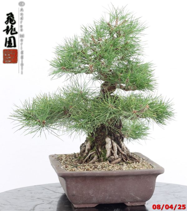Pinus thunbergii - Image 3
