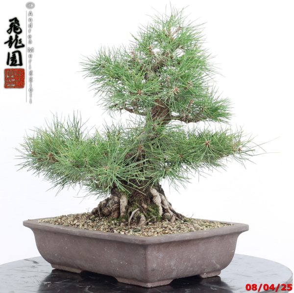 Pinus thunbergii - Image 4