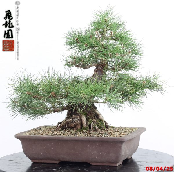 Pinus thunbergii - Image 5
