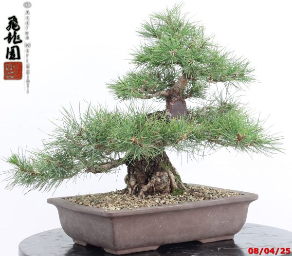 Pinus thunbergii - Image 6