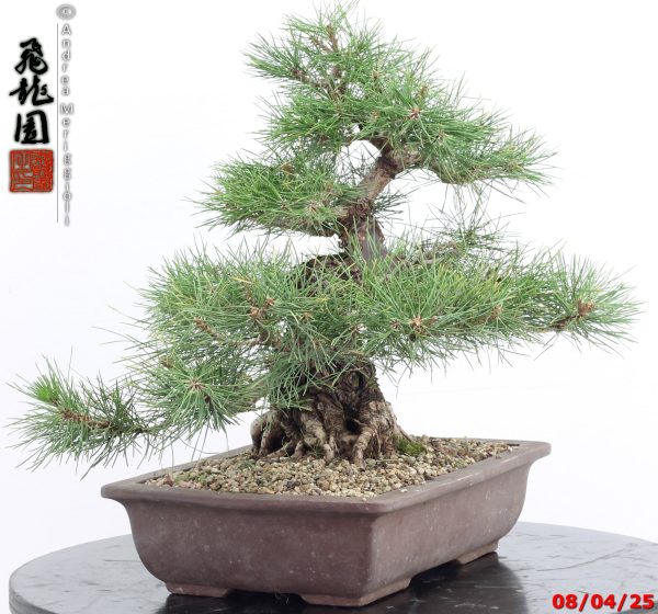Pinus thunbergii - Image 7