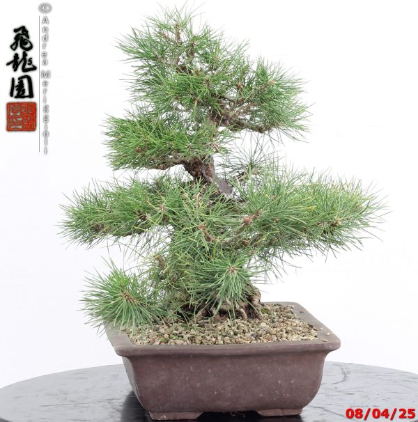 Pinus thunbergii - Image 8