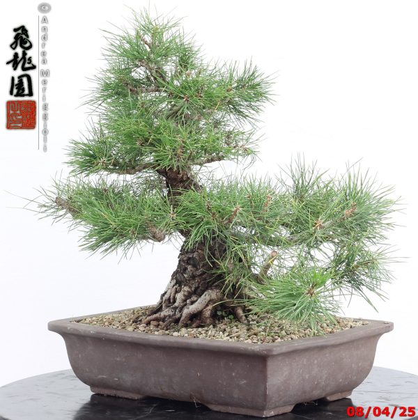 Pinus thunbergii - Image 9