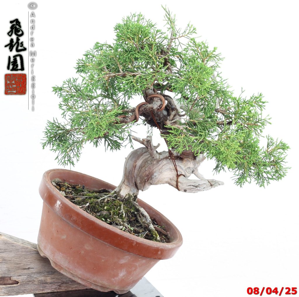 Juniperus itoigawa shohin
