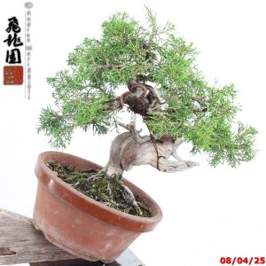 Juniperus itoigawa shohin