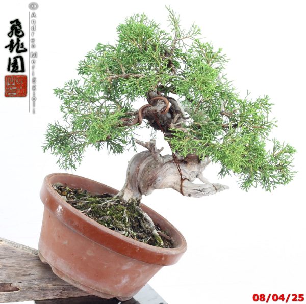 Juniperus itoigawa shohin
