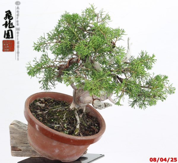 Juniperus itoigawa shohin - immagine 2