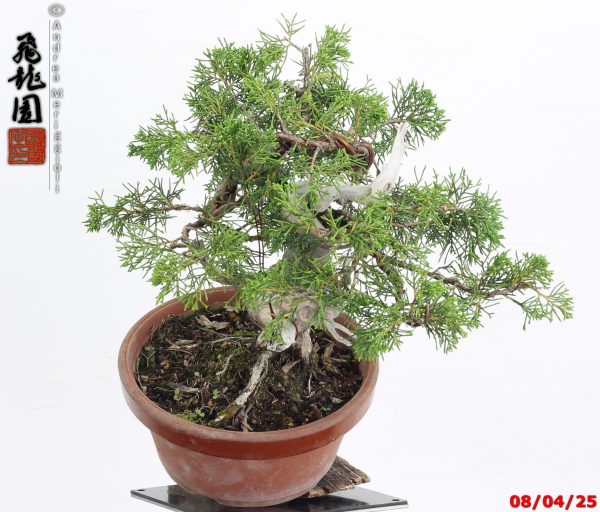 Juniperus itoigawa shohin - immagine 3