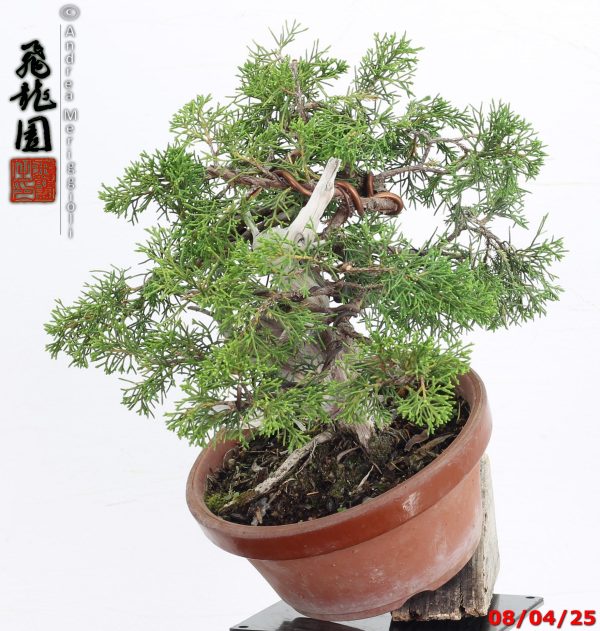 Juniperus itoigawa shohin - immagine 4