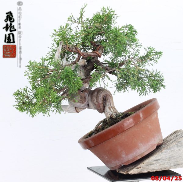 Juniperus itoigawa shohin - immagine 5