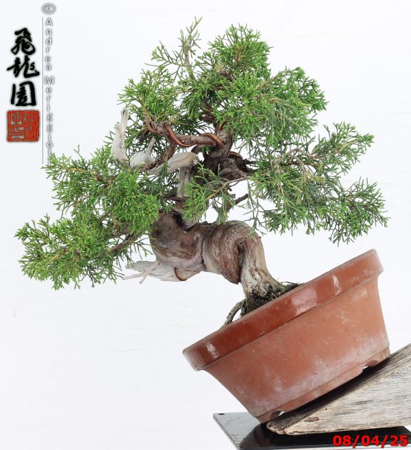 Juniperus itoigawa shohin - immagine 6