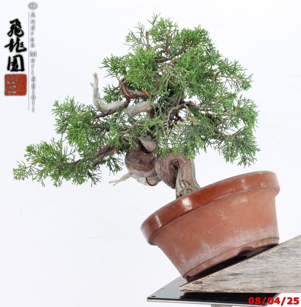 Juniperus itoigawa shohin - immagine 7