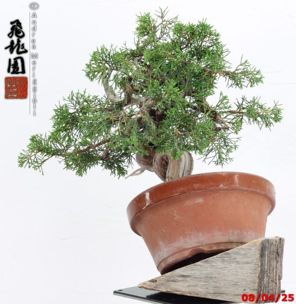 Juniperus itoigawa shohin - immagine 8