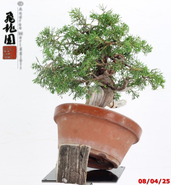 Juniperus itoigawa shohin - immagine 9