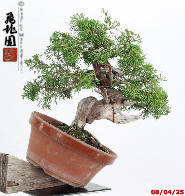 Juniperus itoigawa shohin - immagine 10