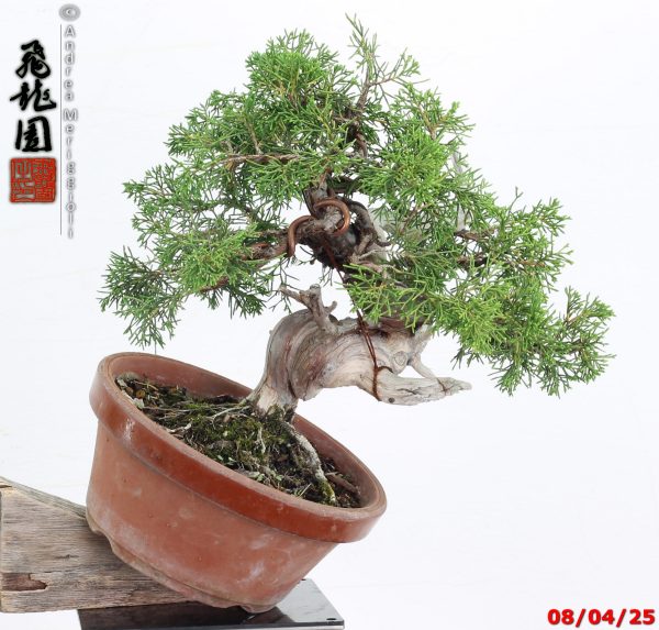Juniperus itoigawa shohin - immagine 11